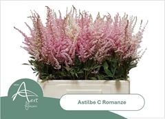 Astilbe Romanze 60cm