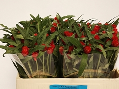 Gomphrena Globosa Strawberry Fields 50cm