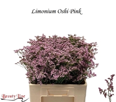 Limonium Safora Oshi Pink 60cm 25gr.