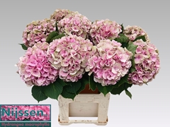 Hydrangea Elbtal Classic 80cm 20-22cm Hd