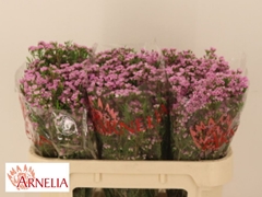Chamelaucium Pirouette 70cm 30gr.