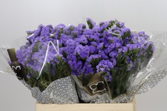 Limonium Sinuatum Mermaid Wings 60cm 20gr.
