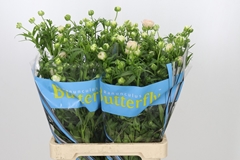 Ranunculus Butterfly Ariadne 70cm 40gr.