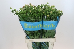 Ranunculus Butterfly Eris 70cm 30gr.