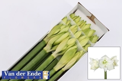 Hippeastrum Mont Blanc 75cm
