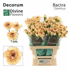 Dianthus Single Bactra 60cm