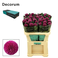 Chrysanth Single Roxo 70cm 85gr.