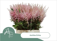 Astilbe Erika 50cm