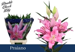 Lily Oriental Praiano 90cm 4+