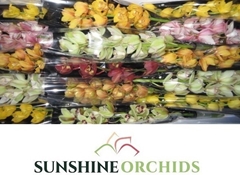 Cymbidium Mini Mix 50cm