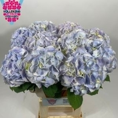 Hydrangea Royal Surprise 60cm 16-18cm Hd