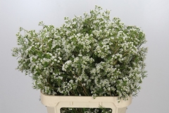 Chamelaucium Grace 80cm 55gr.
