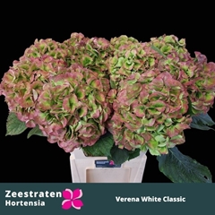 Hydrangea Verena Classic 65cm 19-21cm Hd