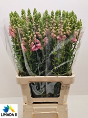 Antirrhinum Potomac Rose 75cm