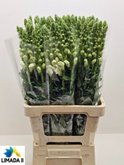Antirrhinum Potomac White 75cm