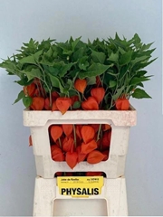 Physalis Alkekengi Lampion Per Stem 60cm