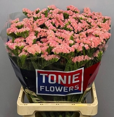 Limonium Sinuatum Emma Peach+ 70cm 30gr.
