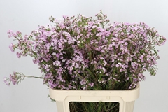Chamelaucium Dancing Queen 80cm 80gr.
