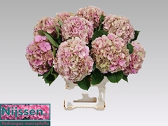 Hydrangea Elbtal Classic 60cm 18-20cm Hd