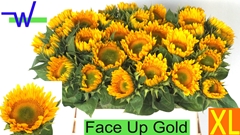 Helianthus Sunrich Up Gold 80cm