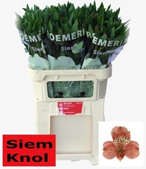 Alstroemeria Estee 75cm 60gr.