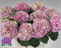 Hydrangea Elbtal Classic 80cm 19-21cm Hd