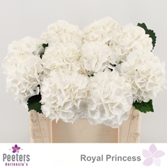 Hydrangea Royal Princess 50cm 14-16cm Hd