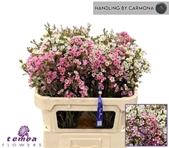 Chamelaucium Mixed In Bunch 70cm 60gr.