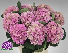 Hydrangea Elbtal Classic 60cm 17-19cm Hd