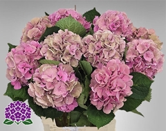 Hydrangea Elbtal Classic 60cm 15-17cm Hd