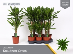 Dracaena Steudneri 17Ø 85cm