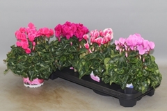 Cyclamen Super Serie Xl 13Ø 30cm