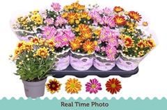 Chrysanth Mix Flower 12Ø 25cm