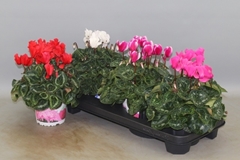 Cyclamen Super Serie Xl 13Ø 30cm