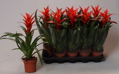 Guzmania Ostara 12Ø 45cm