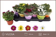 Chrysanth Swifty Mix 10Ø 18cm