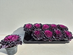 Brassica Oleracea 12Ø 15cm