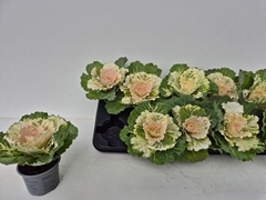 Brassica Oleracea 9Ø 15cm