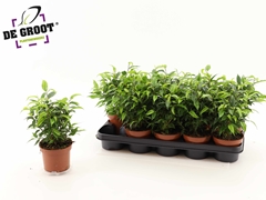 Ficus Benjamina Natasja 12Ø 30cm