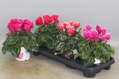 Cyclamen Super Serie Xl 13Ø 30cm
