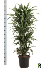 Dracaena Ulises 32Ø 160cm