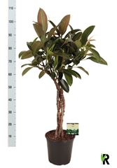 Ficus Melany 24Ø 120cm