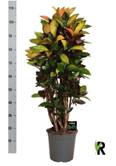 Codiaeum Small Leaf Mrs Iceton 24Ø 105cm