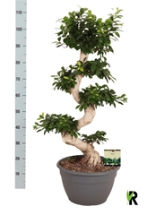 Ficus Microcarpa Ginseng 35Ø 110cm