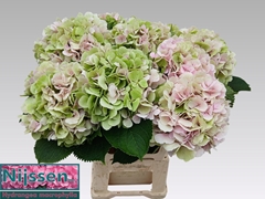 Hydrangea Verena Classic 60cm 18-20cm Hd