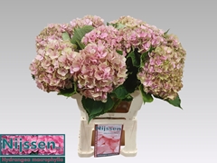 Hydrangea Elbtal Classic 60cm 18-20cm Hd