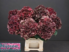 Hydrangea Dark Ruby Classic 60cm 16-18cm Hd