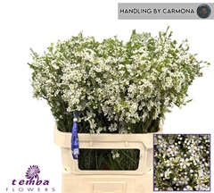 Chamelaucium Ofir 80cm 80gr.