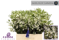 Chamelaucium Ofir 60cm 40gr.