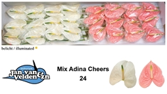 Anthurium Mix 2 Colours 11cm Hd